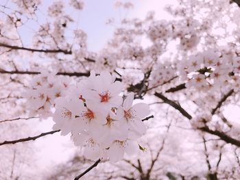 Low angle view of cherry blossom