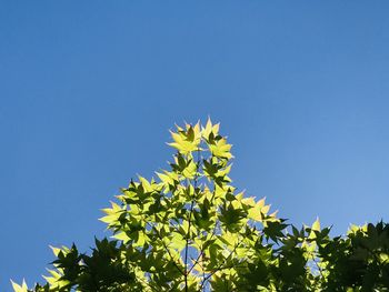 Low angle view of tree against clear blue sky