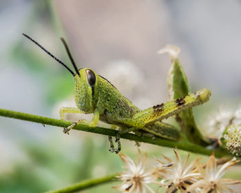 Close-up of insect on plant