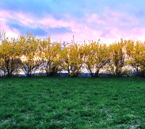 Plants and trees on field against sky