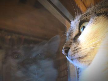Close-up of cat looking away