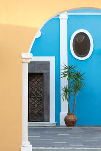 Potted plant on window of building