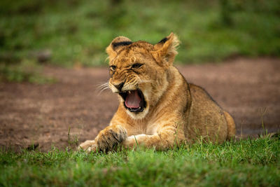 Close-up of lion cub yawning in grass