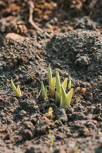 Hosta sprouts in the garden in spring