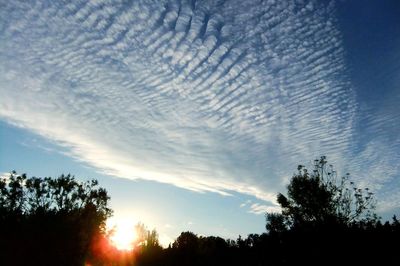 Low angle view of silhouette trees against sky
