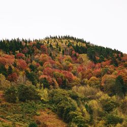 Trees in forest against sky during autumn