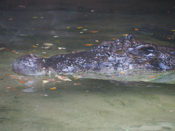 Close-up of fish swimming in water