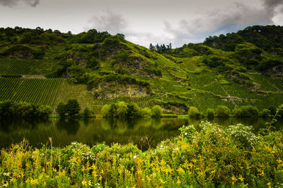 Scenic view of lake by trees against sky