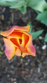 Close-up of orange flower blooming outdoors