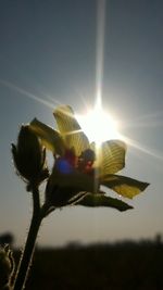 Close-up of plant against sky