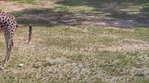High angle view of sheep on field