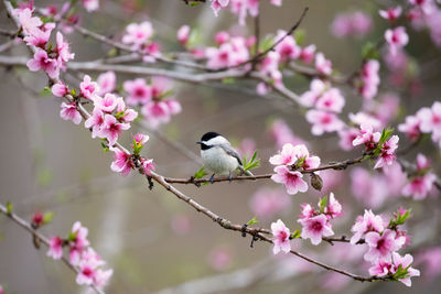 Bird perching on cherry blossom