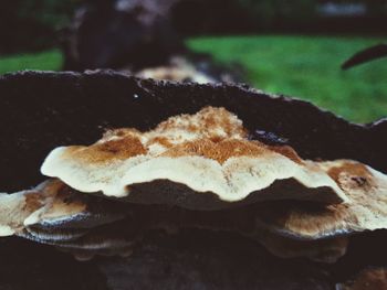 Close-up of a mushrooms