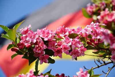 Close-up of pink flowering plant