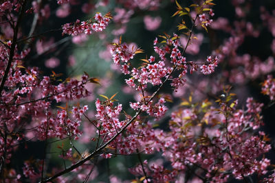 Close-up of pink cherry blossoms in spring