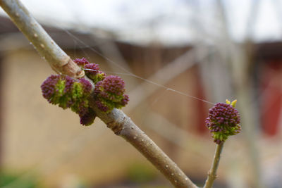 Close-up of flower growing on tree