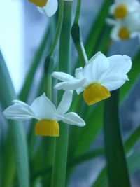 Close-up of white flowers