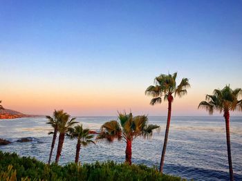 Palm trees on beach against clear sky