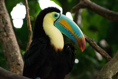 Close-up of bird perching on branch