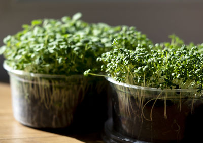 Plastic containers with arugula and watercress. plastic containers for food are  used as utensils