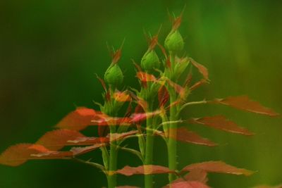 Close-up of plant growing outdoors
