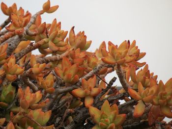 Close-up of orange cactus