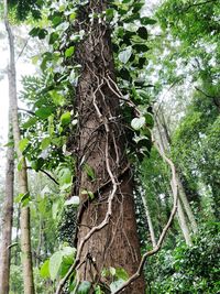 Low angle view of tree in forest