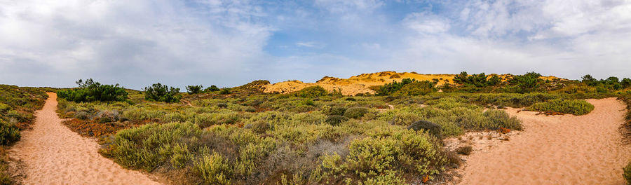 Panoramic shot of trees on land against sky