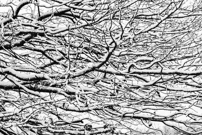 Full frame shot of snow covered bare tree