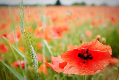 Close-up of red poppy