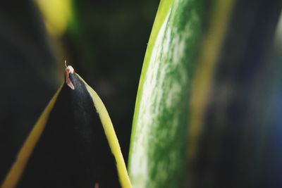 Close-up of insect on plant