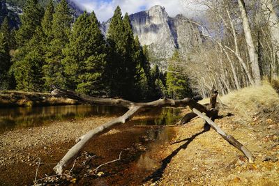 Scenic view of waterfall in forest