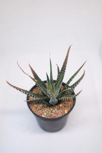 Close-up of potted plant against white background