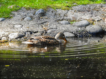 Ducks swimming in lake