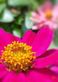 Close-up of gerbera daisy blooming outdoors
