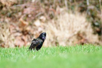 Bird perching on a grass