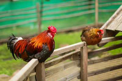Two birds perching on railing