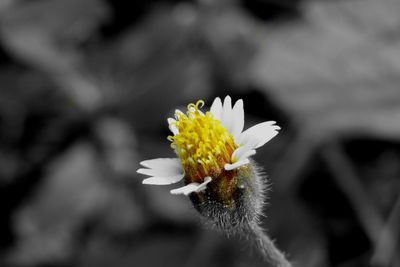 Close-up of white flower