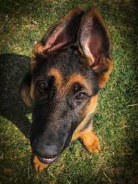 Portrait of dog in grass