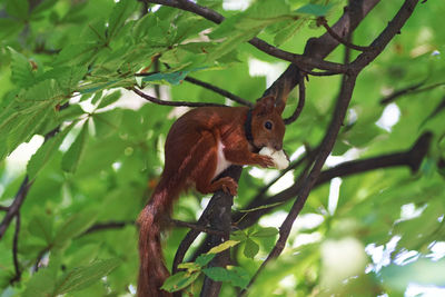 Low angle view of squirrel on tree