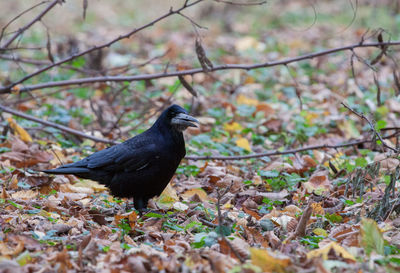 Black bird on a field