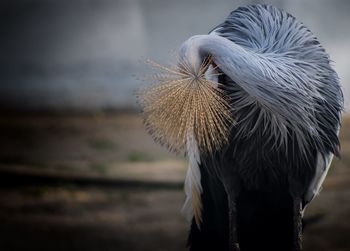 Grey crowned crane preening on field