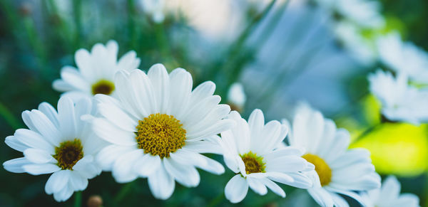 Close-up of white daisy flowers