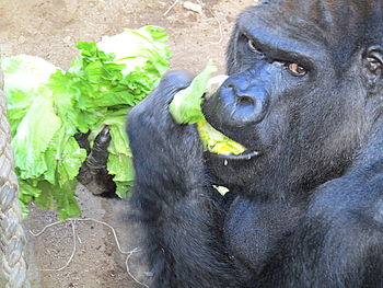 Close-up of gorilla eating lettuce