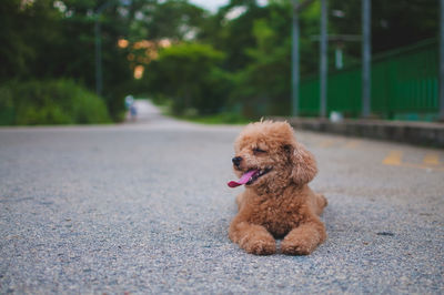 Dog on road