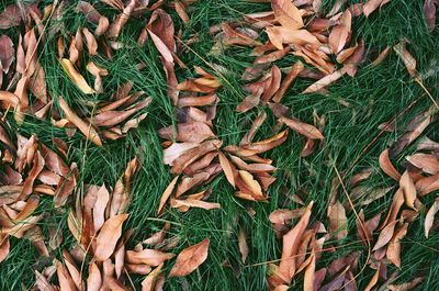 Autumn leaves on grass