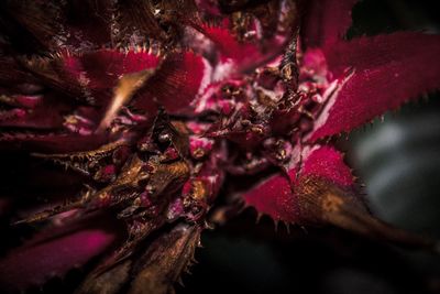 Close-up of red flower