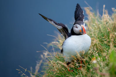 Close-up of bird on rock