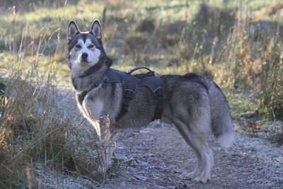 Portrait of dog on field