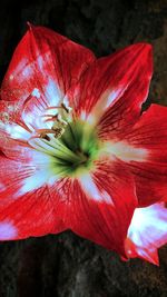 Close-up of red flowers